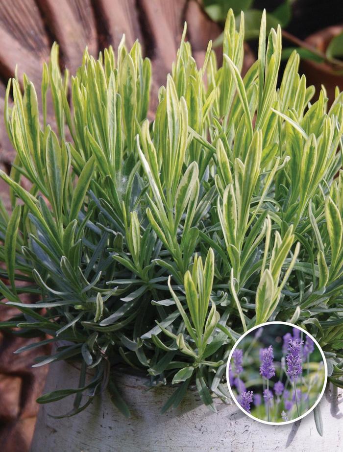 'Meerlo' Lavender - Lavandula x allardii from The Flower Spot