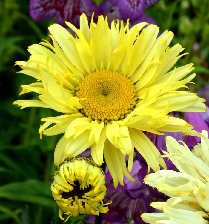 Shasta Daisy 'Izabel' - Leucanthemum x superbum from The Flower Spot