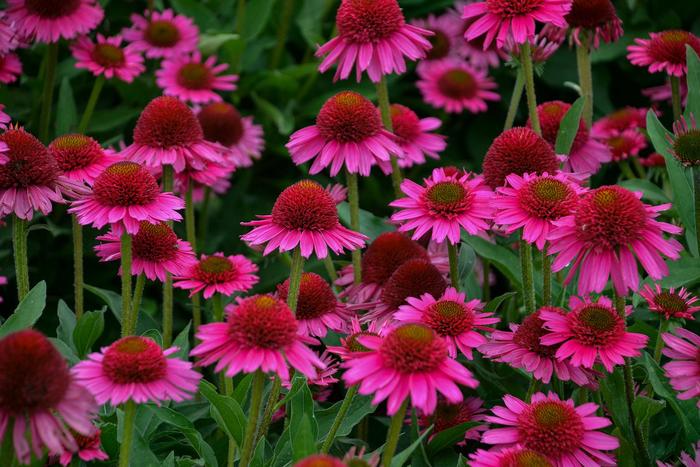 Coneflower 'Delicious Candy' - Echinacea from The Flower Spot