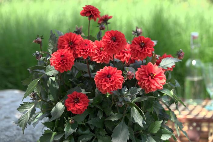 Dahlia 'City Lights Orange' - Dahlia hybrida from The Flower Spot Dahlia 'City Lights Orange' - Dahlia hybrida from The Flower Spot