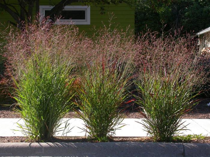 Winter Hardy Grasses - Assorted Perennial Grasses from The Flower Spot Winter Hardy Grasses - Assorted Perennial Grasses from The Flower Spot