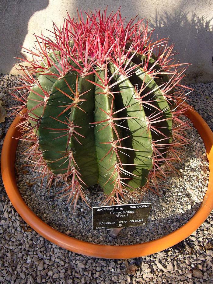 Assorted Cactus - Cactus from The Flower Spot Assorted Cactus - Cactus from The Flower Spot