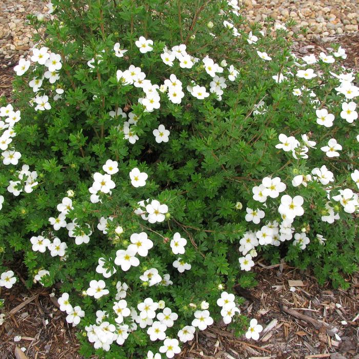 Potentilla fruticosa 'Bella Bianca' Potentilla 'Bella Bianca' The Flower Spot