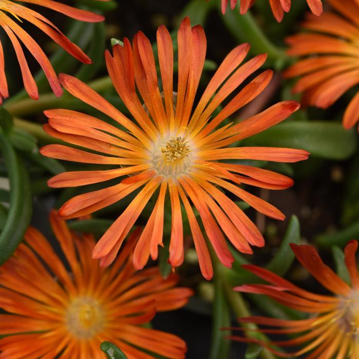 Ice Plant 'Orange' - Delosperma from The Flower Spot