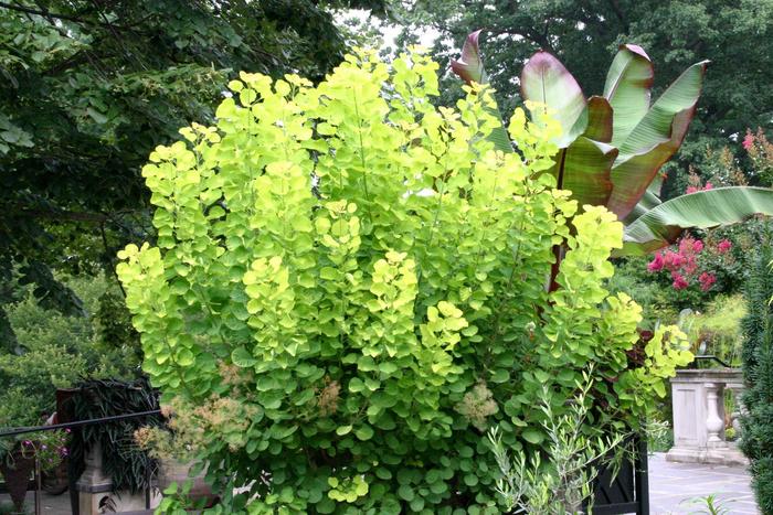Smoke Bush 'Golden Spirit' - Cotinus coggygria from The Flower Spot