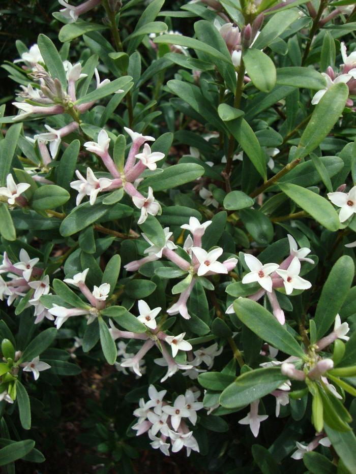 Daphne 'Eternal Fragrance' - Daphne x transatlantica from The Flower Spot