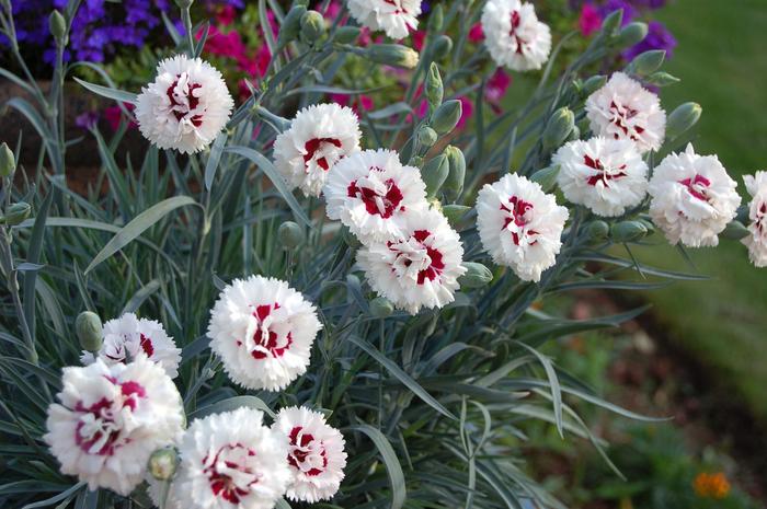 Devon Cottage™ - Dianthus hybrida from The Flower Spot