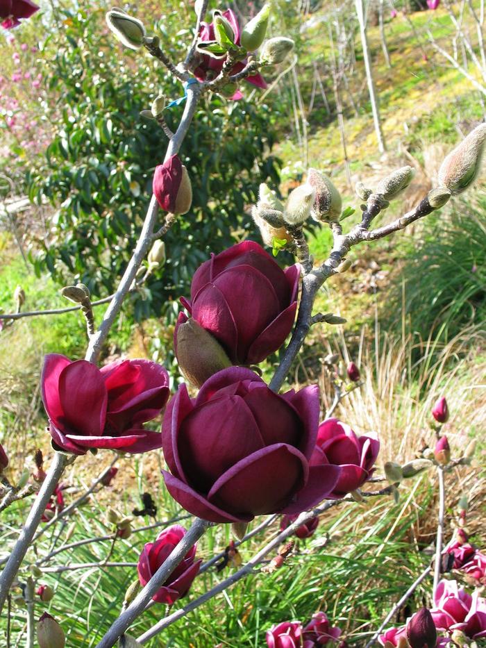 Genie Magnolia - Magnolia 'Genie' PP20748 (Magnolia) from The Flower Spot