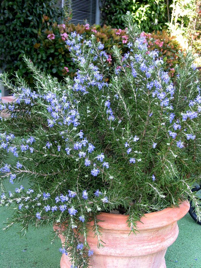Rosemary 'Sissinghurst Blue' - Rosmarinus officinalis from The Flower Spot