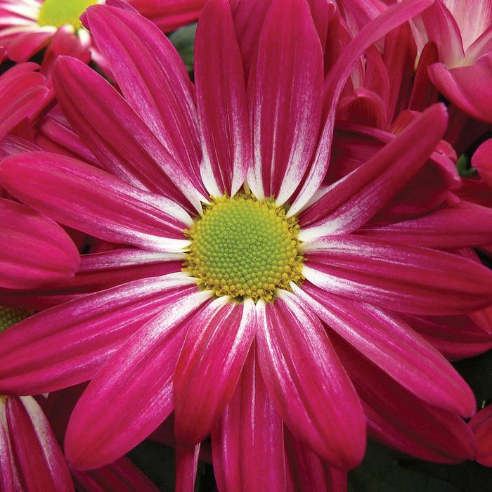 Cut Mums - from The Flower Spot