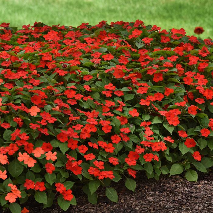 Impatiens 'Beacon Bright Red' - Impatiens walleriana from The Flower Spot