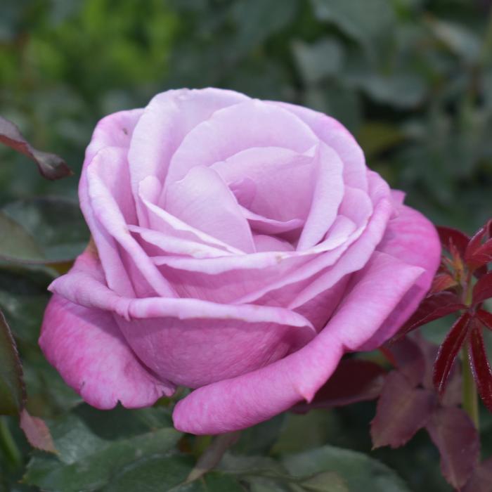 Rose 'Fragrant Plum' - Rosa from The Flower Spot Rose 'Fragrant Plum' - Rosa from The Flower Spot
