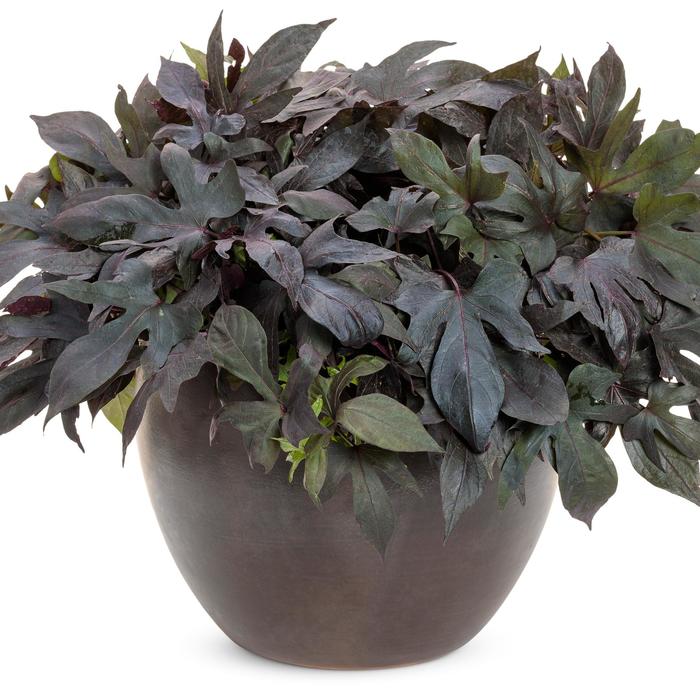Sweet Potato Vine 'Blackie' - Ipomoea batatas from The Flower Spot