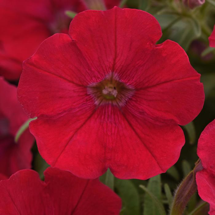 Petunia 'Cannonball Red' - Petunia hybrida from The Flower Spot Petunia 'Cannonball Red' - Petunia hybrida from The Flower Spot