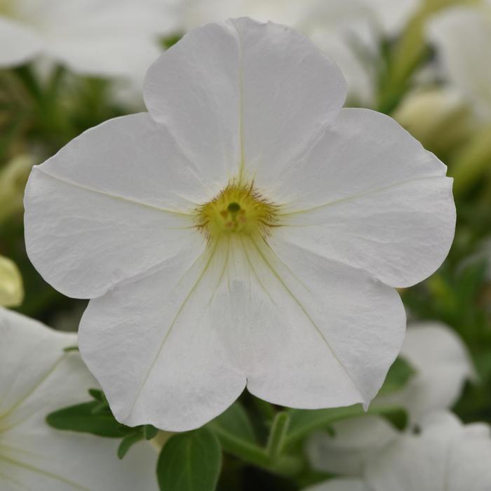 Petunia 'Cannonball White' - Petunia hybrida from The Flower Spot Petunia 'Cannonball White' - Petunia hybrida from The Flower Spot