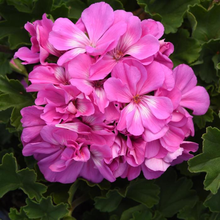 Geranium 'Fantasia Shocking Blue' - Pelargonium x hortorum (Zonal Geranium) from The Flower Spot Geranium 'Fantasia Shocking Blue' - Pelargonium x hortorum (Zonal Geranium) from The Flower Spot