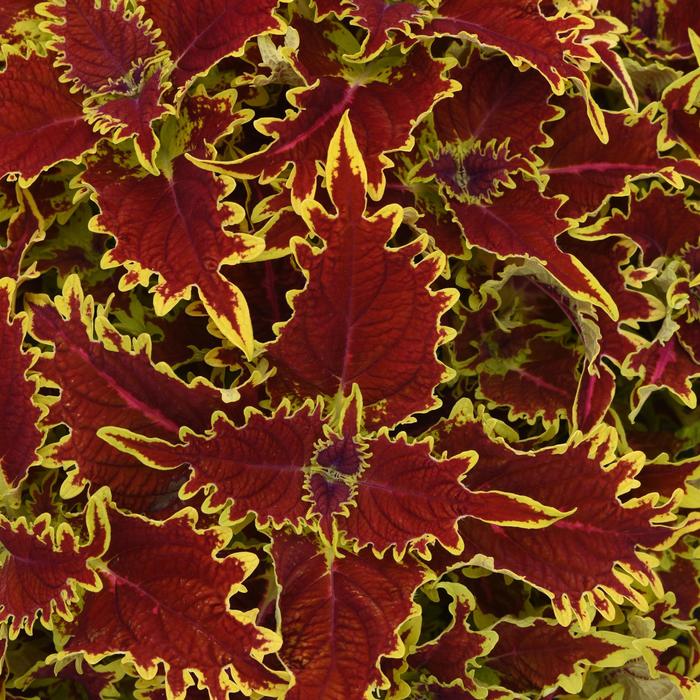 Coleus 'Copperhead' - Solenostemon scutellarioides from The Flower Spot Coleus 'Copperhead' - Solenostemon scutellarioides from The Flower Spot