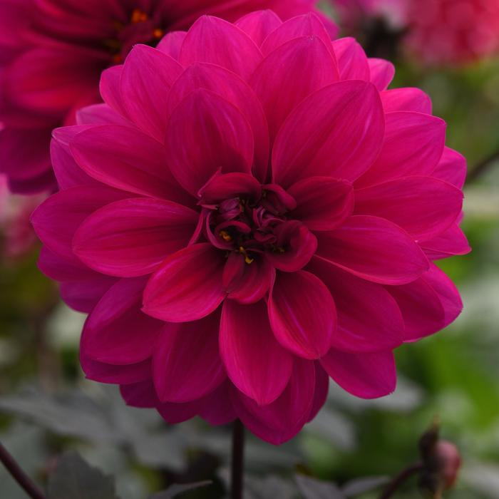 Dahlia 'City Lights Neon' - Dahlia hybrida from The Flower Spot Dahlia 'City Lights Neon' - Dahlia hybrida from The Flower Spot