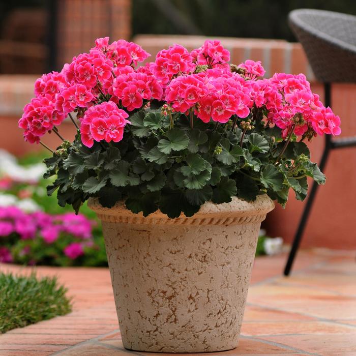 Moonlight™ Raspberry Blush - Pelargonium x hortorum 'Raspberry Blush' (Zonal Geranium) from The Flower Spot