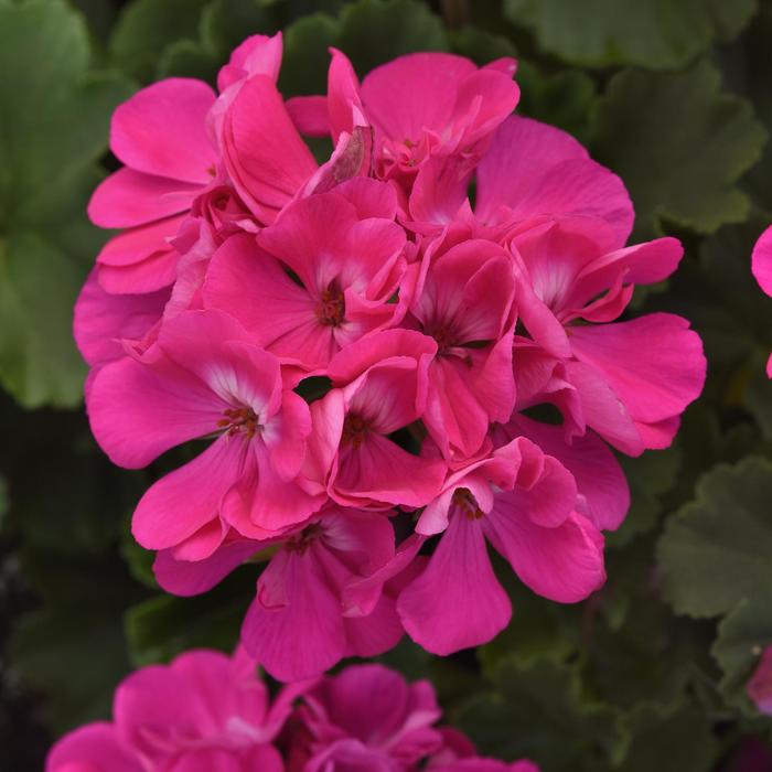 Moonlight™ Blue - Pelargonium x hortorum 'Blue' (Zonal Geranium) from The Flower Spot