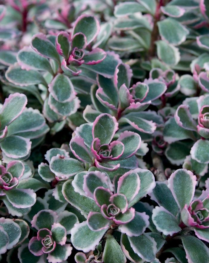 Sedum 'Patagonia' - Sedum spurium (Stonecrop) from The Flower Spot Sedum 'Patagonia' - Sedum spurium (Stonecrop) from The Flower Spot