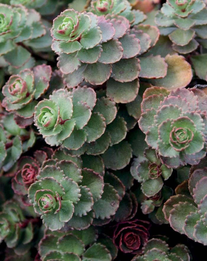 Stonecrop 'Dragon's Blood' - Sedum spurium from The Flower Spot