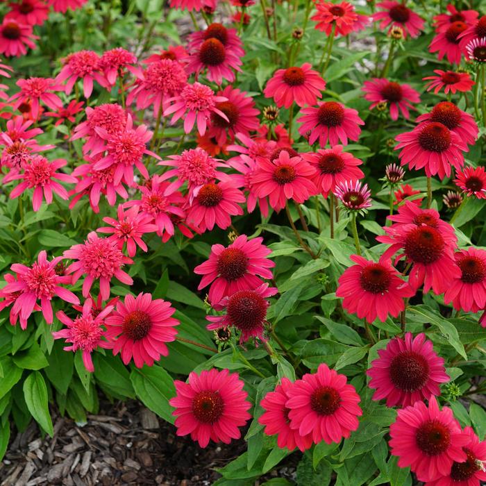 Coneflower 'Sombrero Baja Burgundy' - Echinacea from The Flower Spot