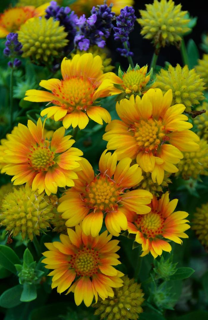 Blanket Flower 'Arizona Apricot' - Gaillardia aristata from The Flower Spot