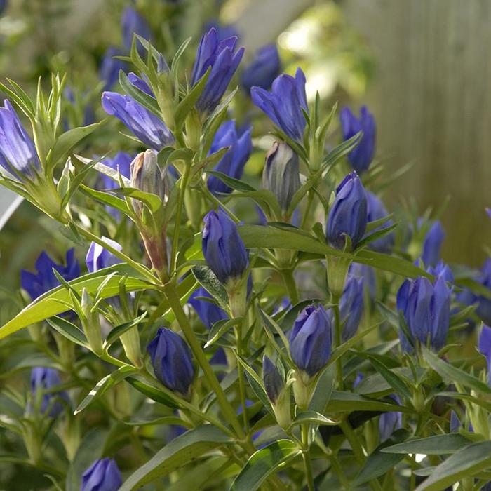 Gentian 'Blue Star' - Gentiana from The Flower Spot