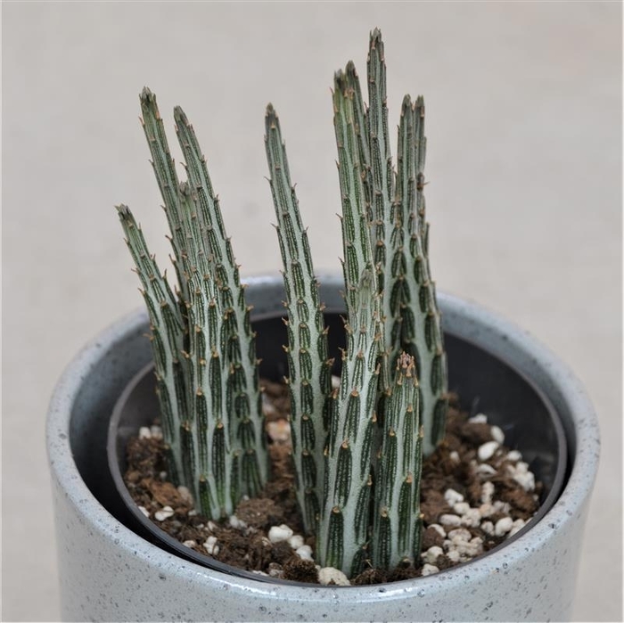 Pickle Plant - Senecio stapeliiformis from The Flower Spot