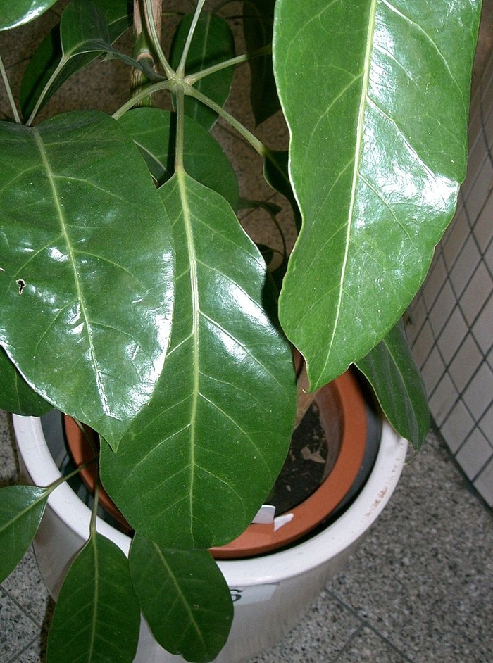 Schefflera 'Alpine' - Schefflera from The Flower Spot Schefflera 'Alpine' - Schefflera from The Flower Spot