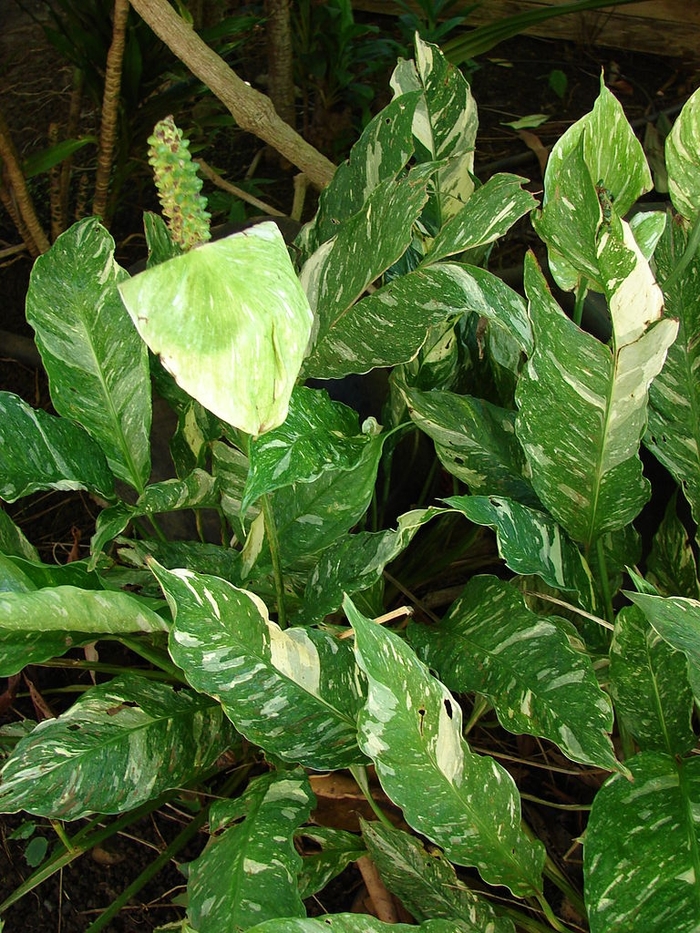 Peace Lily 'Domino' - Spathiphyllum from The Flower Spot Peace Lily 'Domino' - Spathiphyllum from The Flower Spot