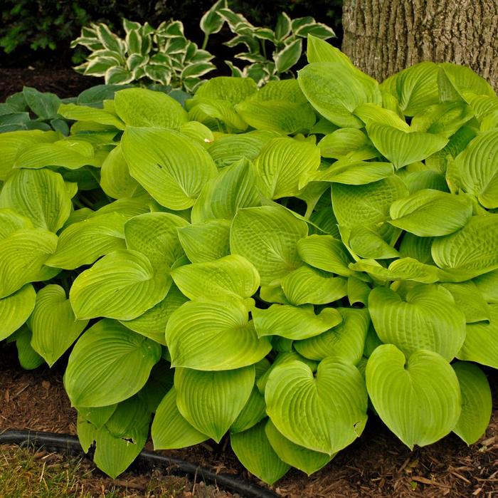 Hosta 'August Moon' - Hosta from The Flower Spot Hosta 'August Moon' - Hosta from The Flower Spot