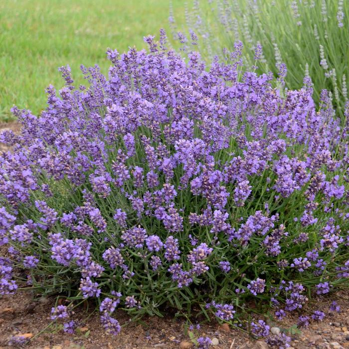 Lavender 'Essence Purple' - Lavandula angustifolia from The Flower Spot