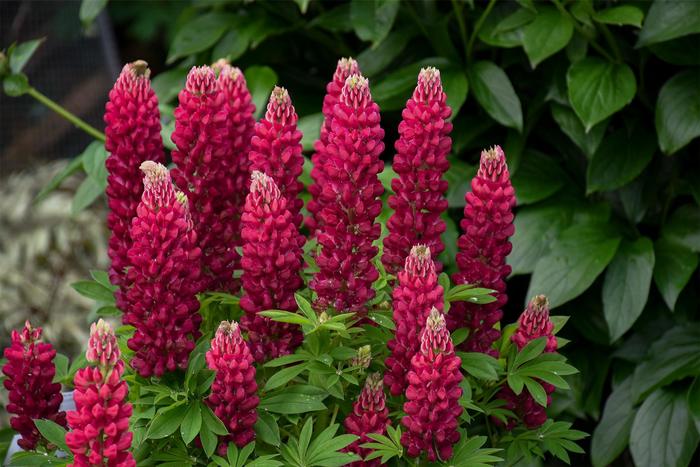 Lupine 'Gallery Mix' - Lupinus polyphyllus from The Flower Spot