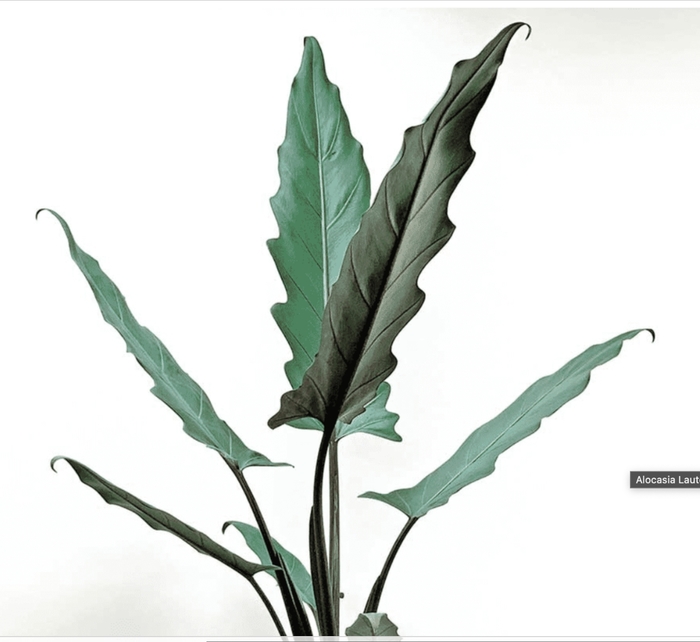 Alocasia 'Purple Sword - Alocasia hybrid 'Purple Sword' from The Flower Spot Alocasia 'Purple Sword - Alocasia hybrid 'Purple Sword' from The Flower Spot