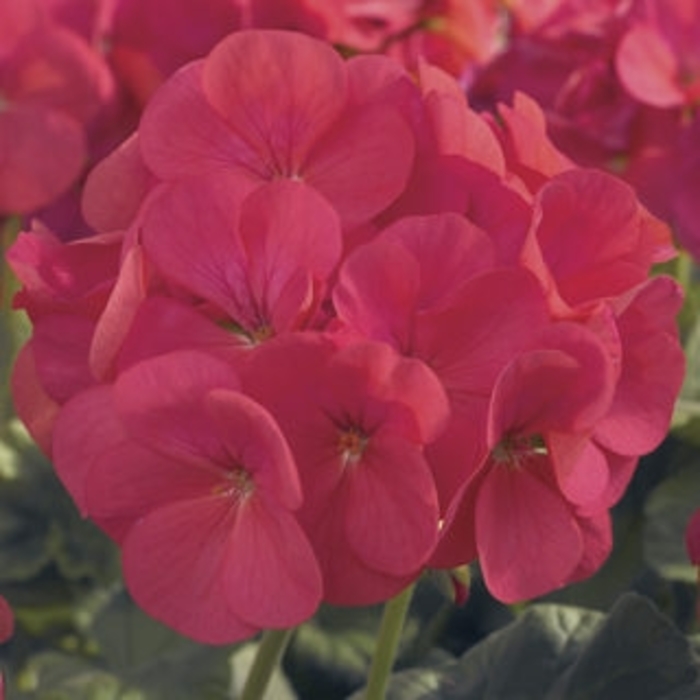 Seed Geranium - 'Maverick Coral' from The Flower Spot