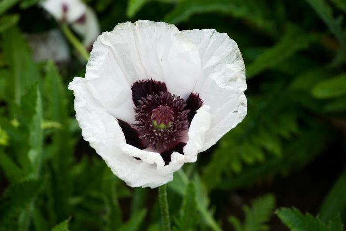 Poppy 'Royal Wedding' - Papaver orientale from The Flower Spot