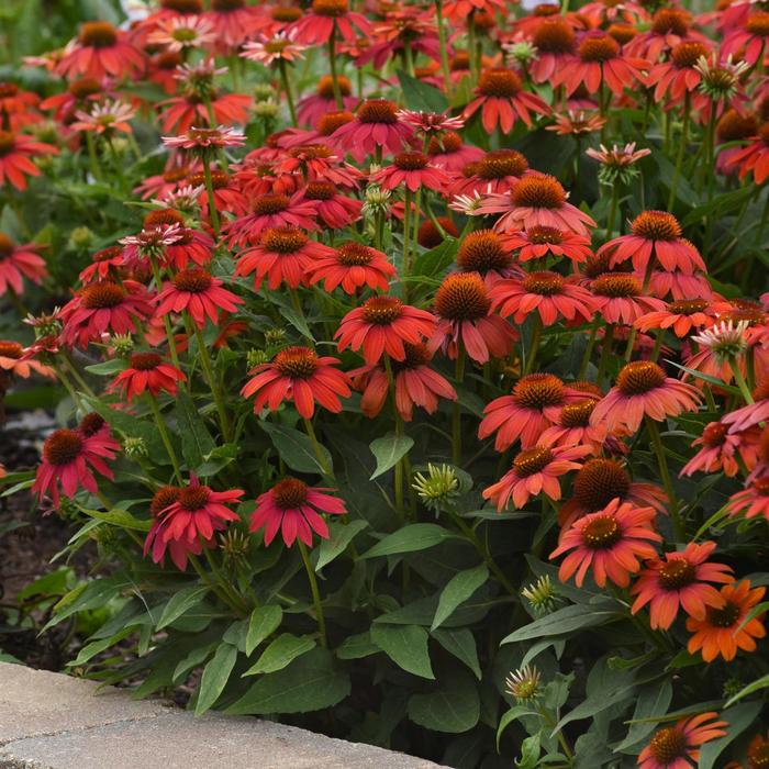 Coneflower 'Artisan Ombre Red' - Echinacea from The Flower Spot Coneflower 'Artisan Ombre Red' - Echinacea from The Flower Spot