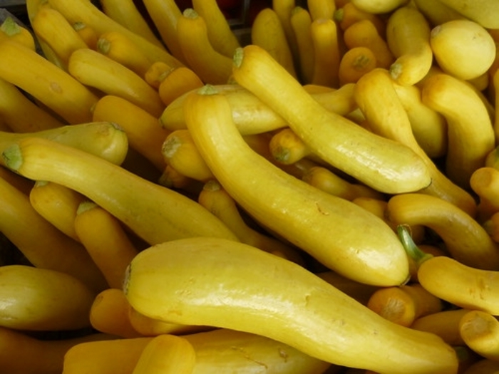 Squash 'Superpik' - Cucurbita pepo (Summer Squash) from The Flower Spot Squash 'Superpik' - Cucurbita pepo (Summer Squash) from The Flower Spot