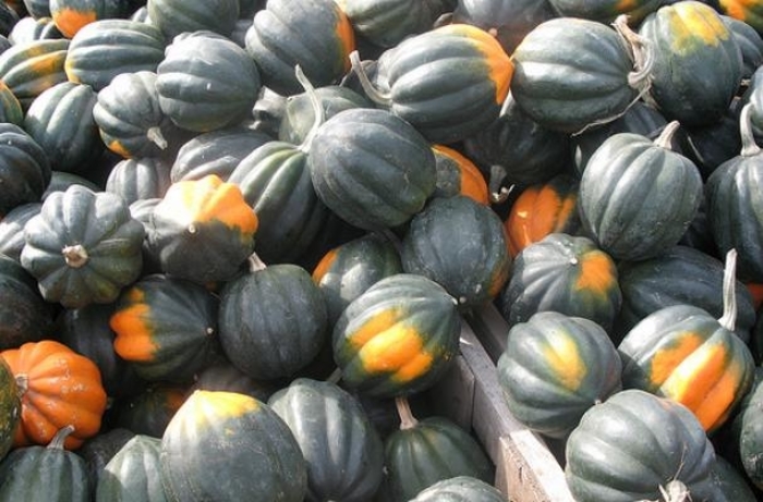 Squash 'Table Ace' - Curcurbita pepo (Acorn Squash) from The Flower Spot