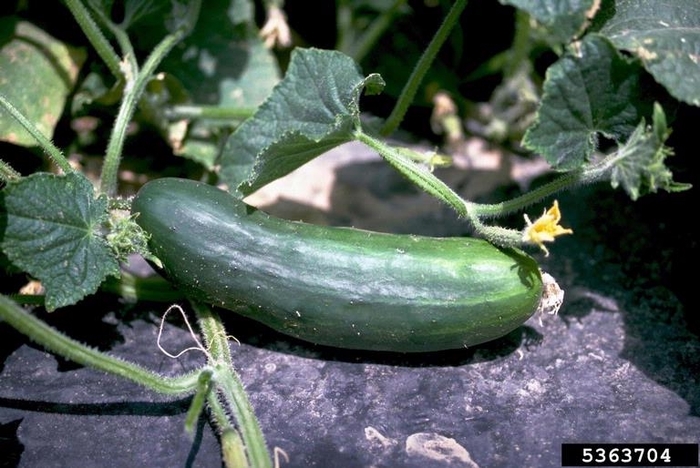 Cucumber 'Market More' - Cucumber Sativus from The Flower Spot