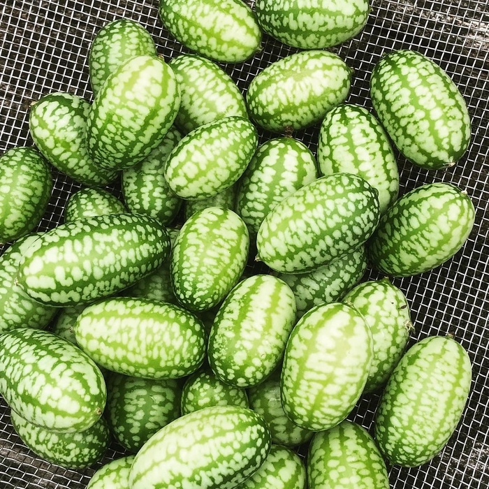 Cucumber 'Cucamelon' - Melothria scabra (Mexican Gherkin) from The Flower Spot