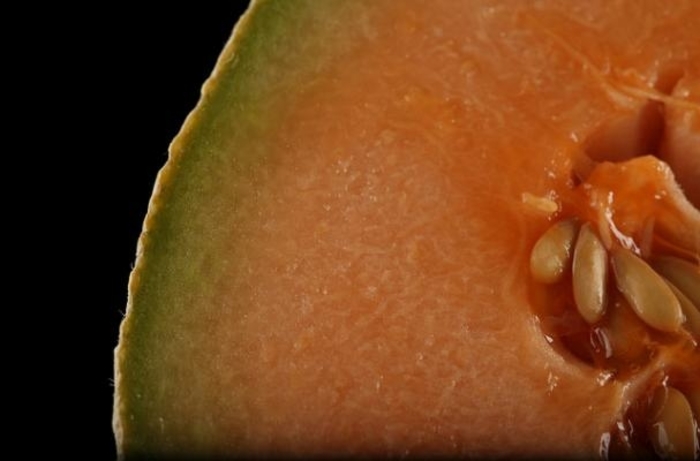 Melon 'Ambrosia' - Melon from The Flower Spot Melon 'Ambrosia' - Melon from The Flower Spot