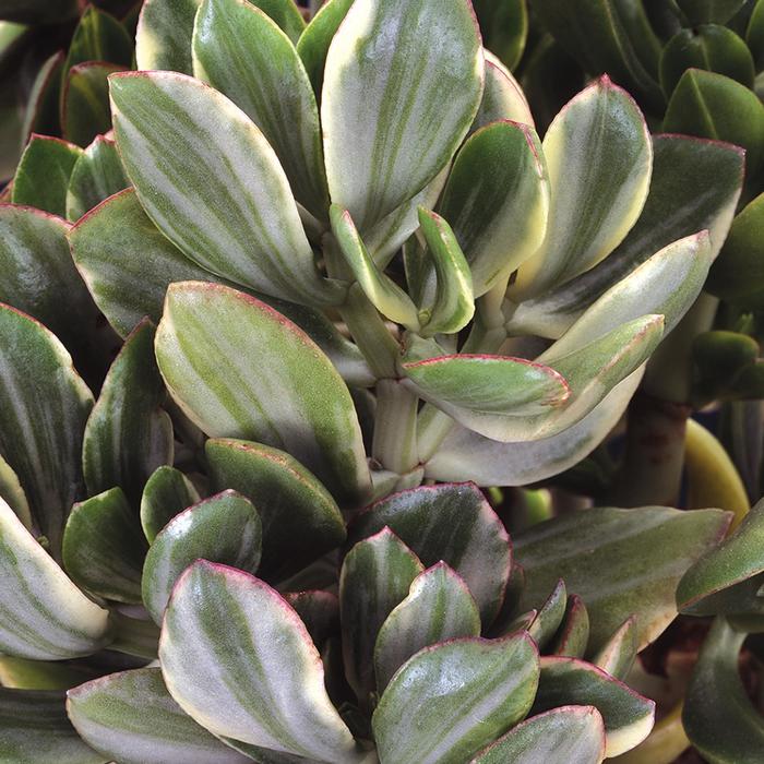 Jade 'Variegata' - Crassula ovata from The Flower Spot