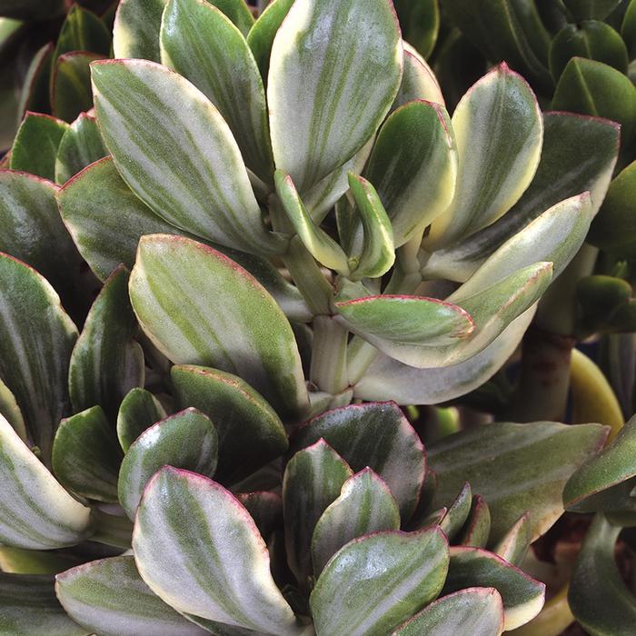 Variegated Jade - CRASSULA ovata 'Variegata' from The Flower Spot