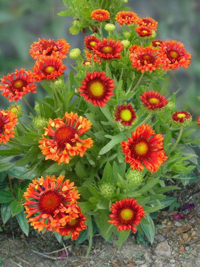 Blanket Flower 'Realflor Fanfare Blaze' - Gaillardia from The Flower Spot