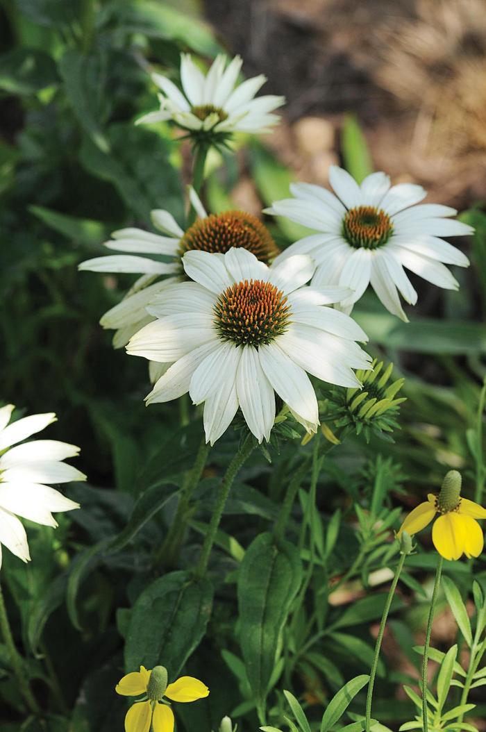 Coneflower 'PowWow White' - Echinacea purpurea from The Flower Spot Coneflower 'PowWow White' - Echinacea purpurea from The Flower Spot
