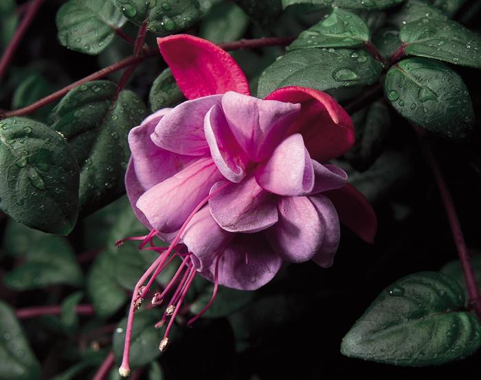 Fuchsia 'Blue Eyes' - Fuchsia magellanica from The Flower Spot Fuchsia 'Blue Eyes' - Fuchsia magellanica from The Flower Spot