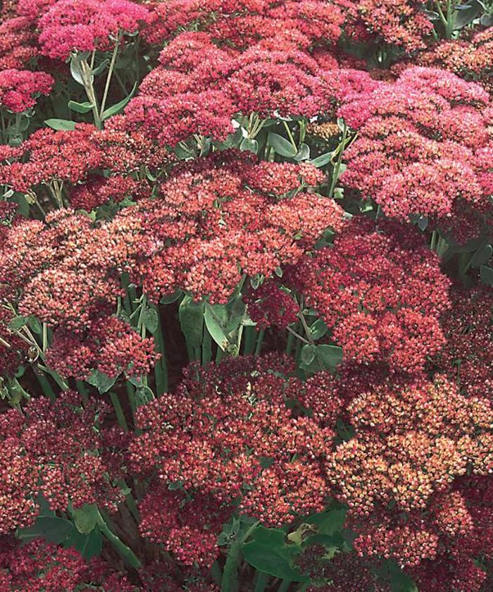 Stonecrop 'Autumn Joy' - Sedum spectabile from The Flower Spot Stonecrop 'Autumn Joy' - Sedum spectabile from The Flower Spot